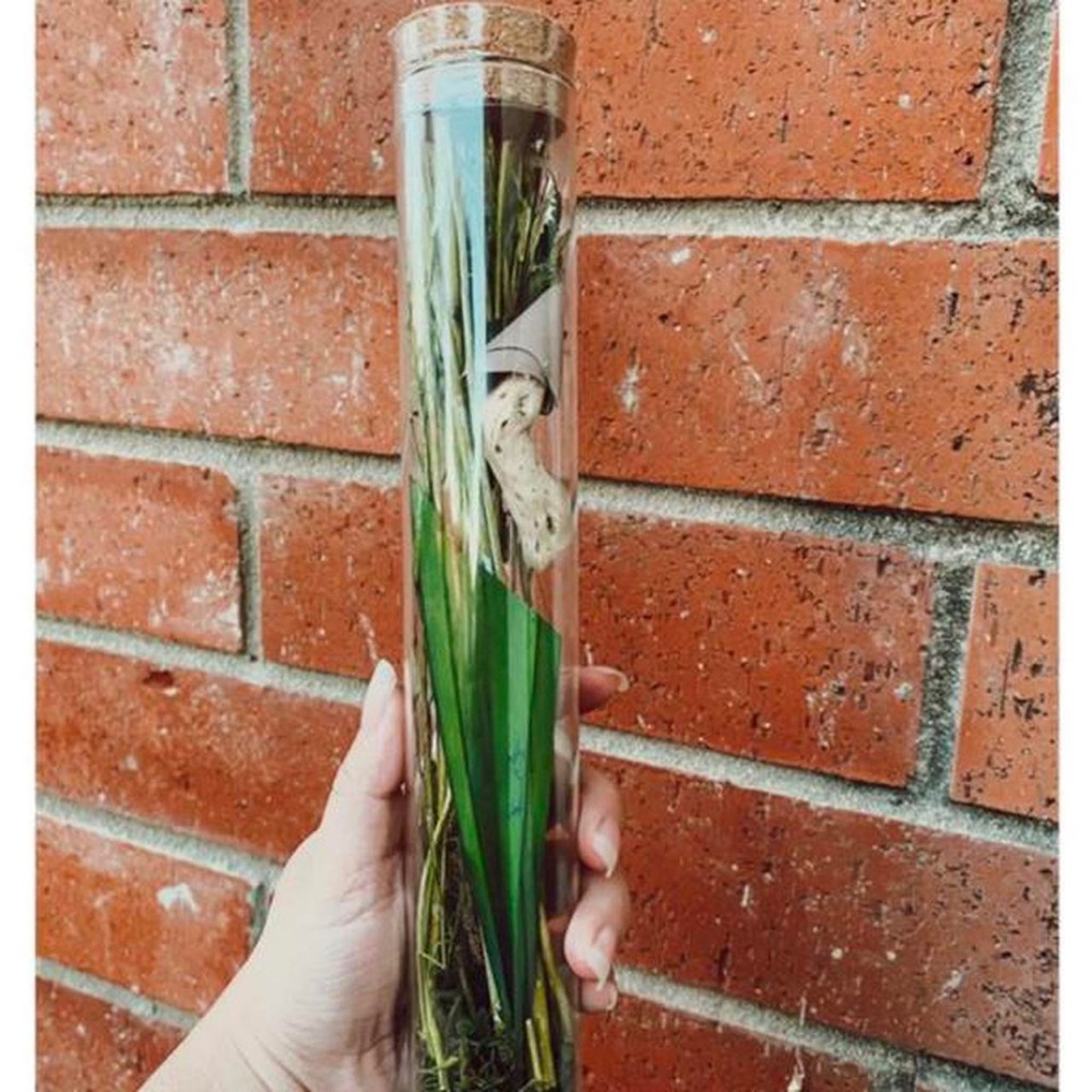 Botanical jar
